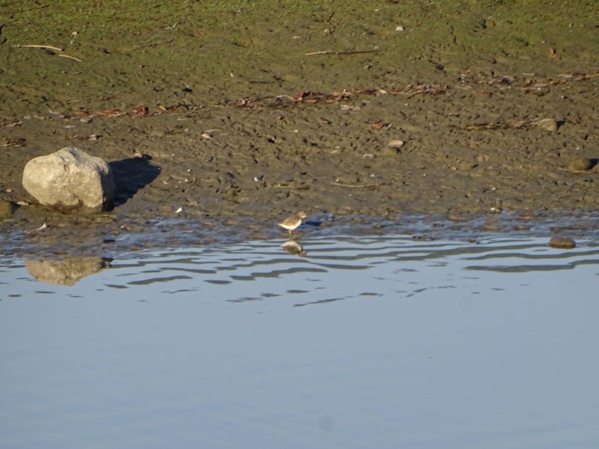 Spotted Sandpiper - ML642884253