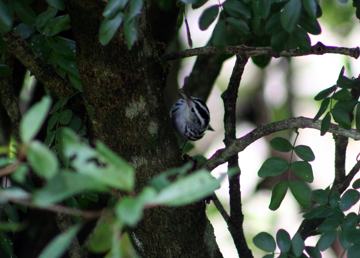 Black-and-white Warbler - ML642884254
