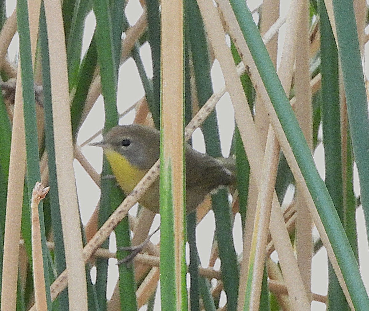 Common Yellowthroat - ML642884255