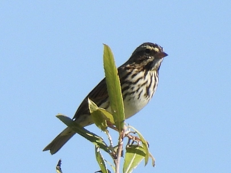 稀樹草鵐 - ML642884256