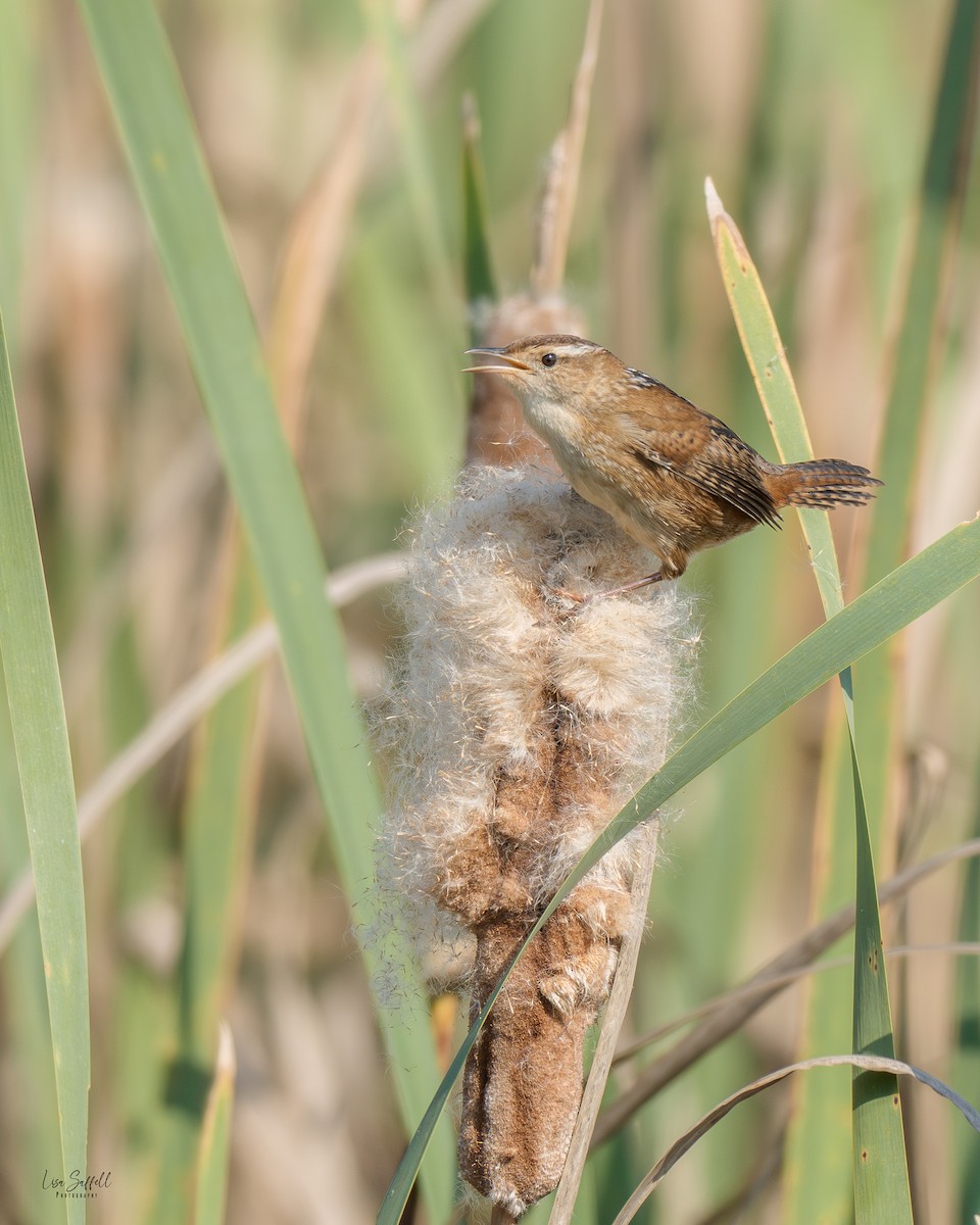 Marsh Wren - ML642884260