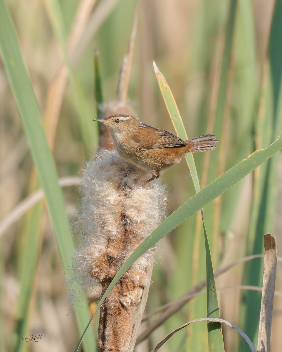 Marsh Wren - ML642884261