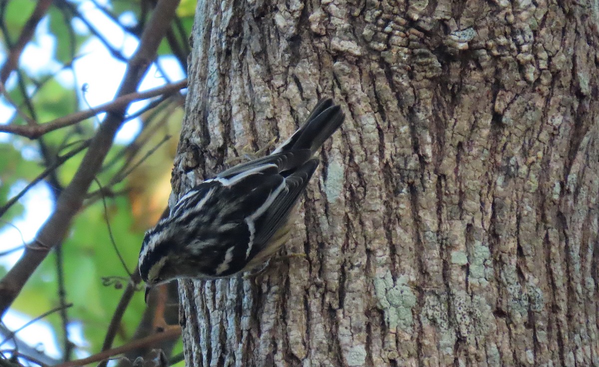 Black-and-white Warbler - ML642884264