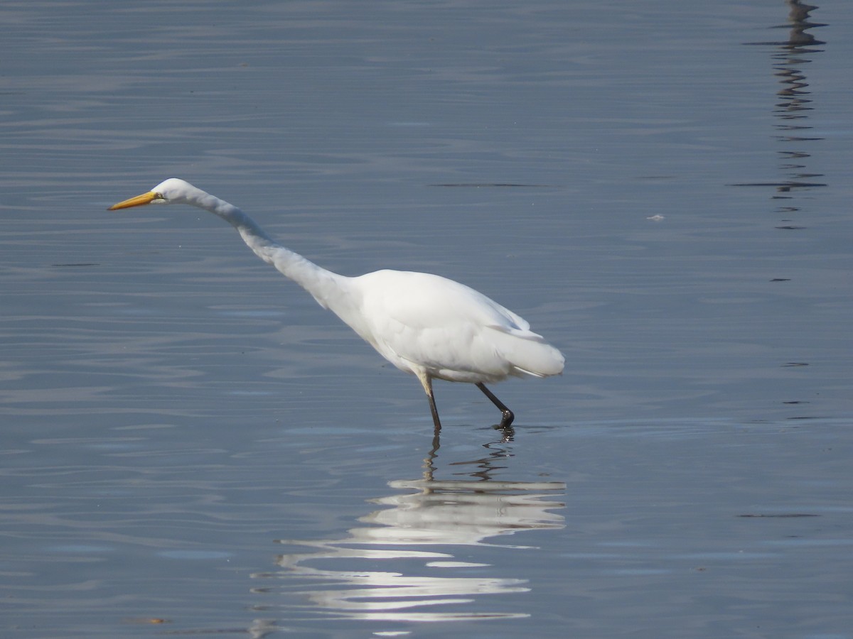 Great Egret - ML642884265