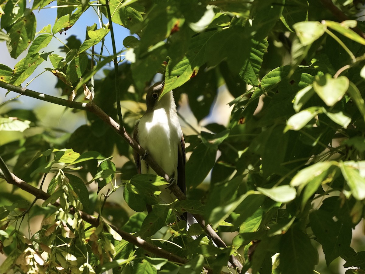 Yellow-billed Cuckoo - ML642884271
