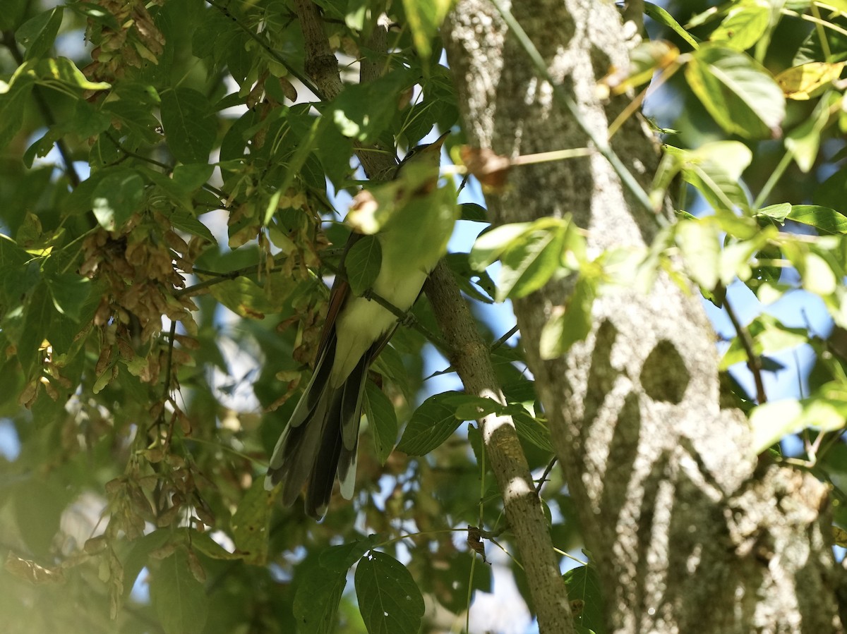 Yellow-billed Cuckoo - ML642884272