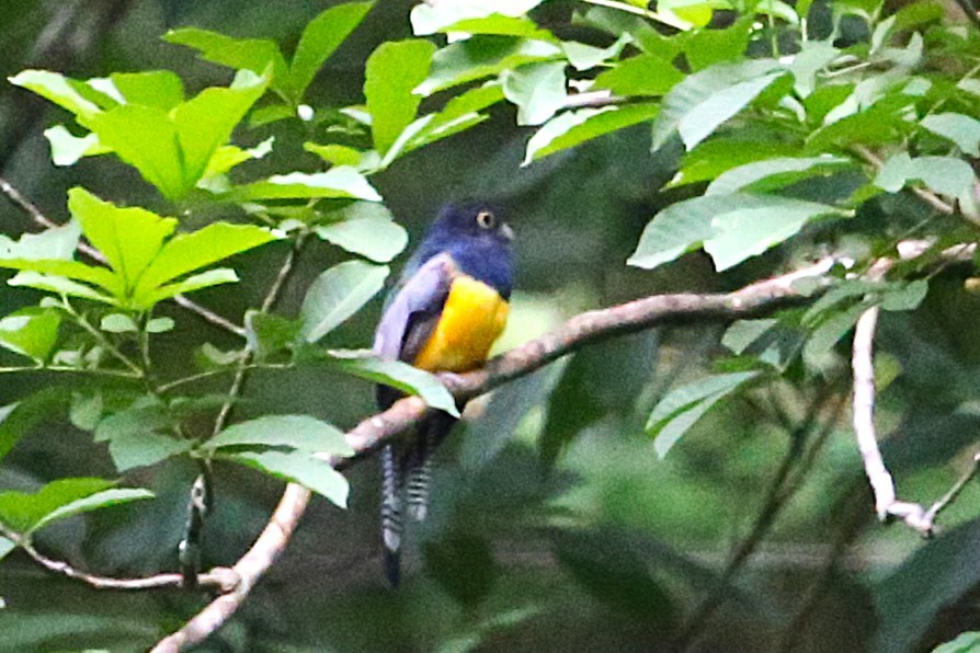 Gartered Trogon - ML642884276