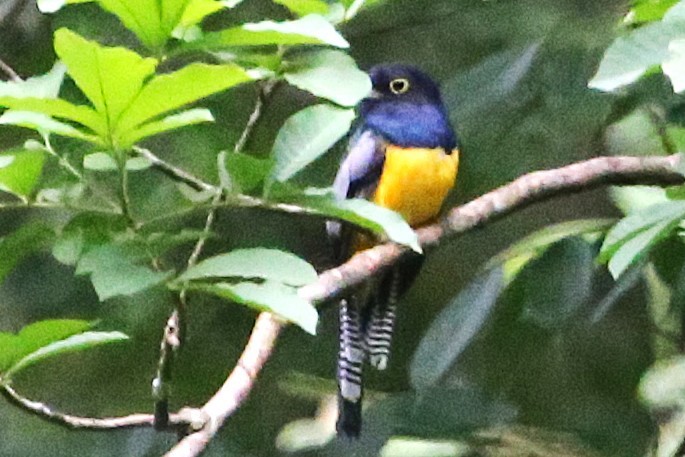 Gartered Trogon - ML642884277