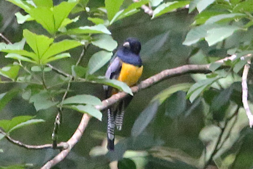 Gartered Trogon - ML642884278