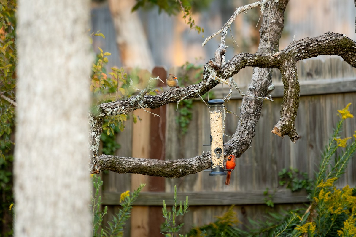 Northern Cardinal - ML642884280