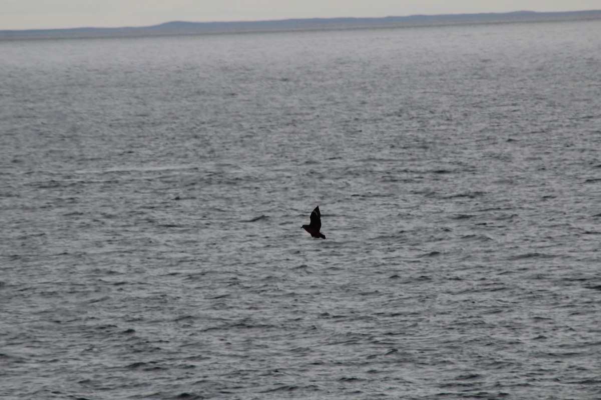 Chilean Skua - ML642884281