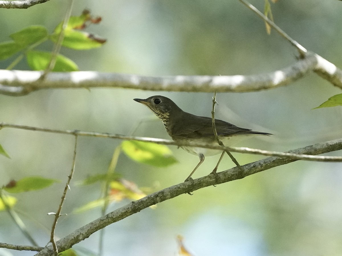 Gray-cheeked Thrush - ML642884282