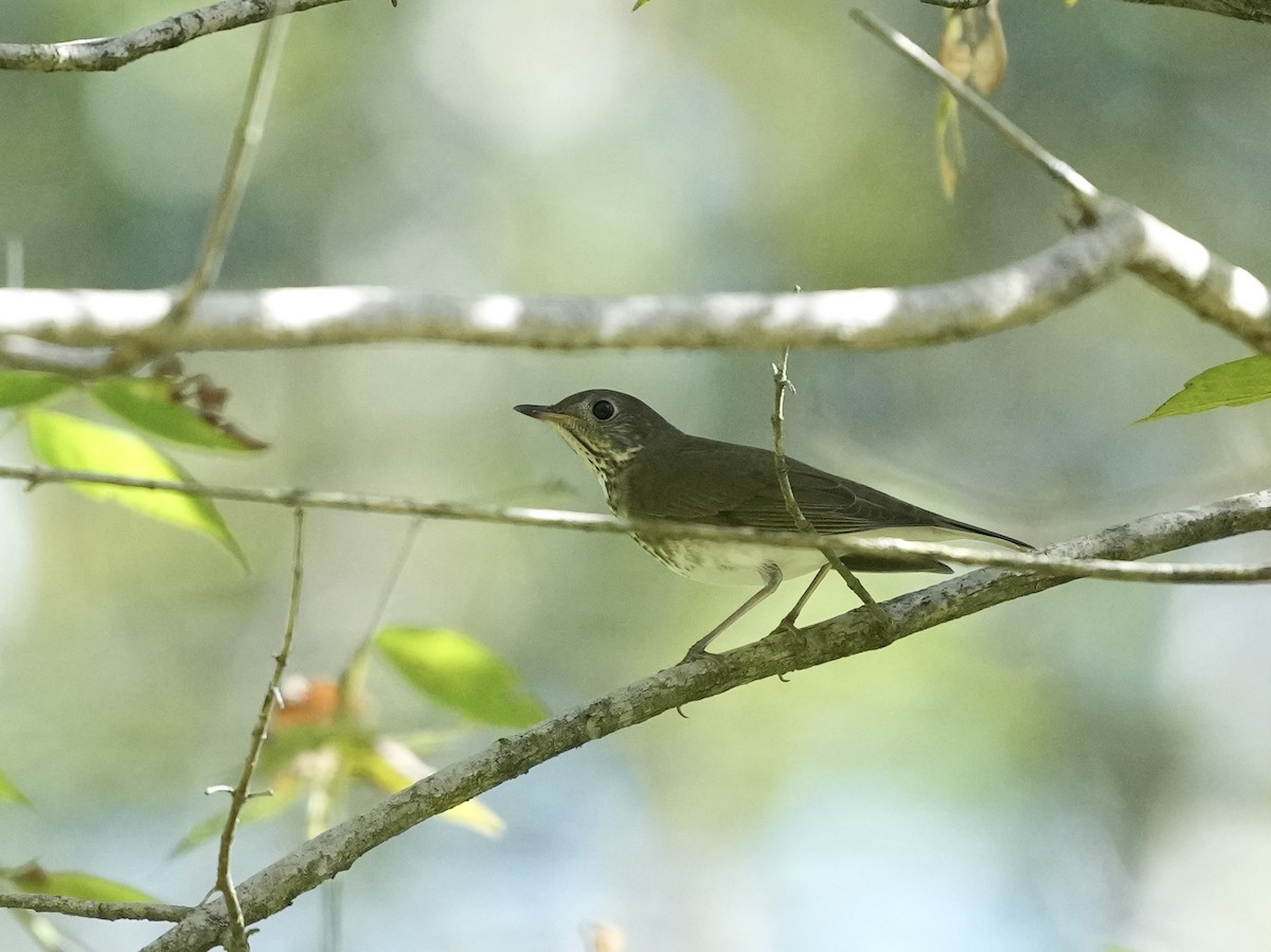 Gray-cheeked Thrush - ML642884283
