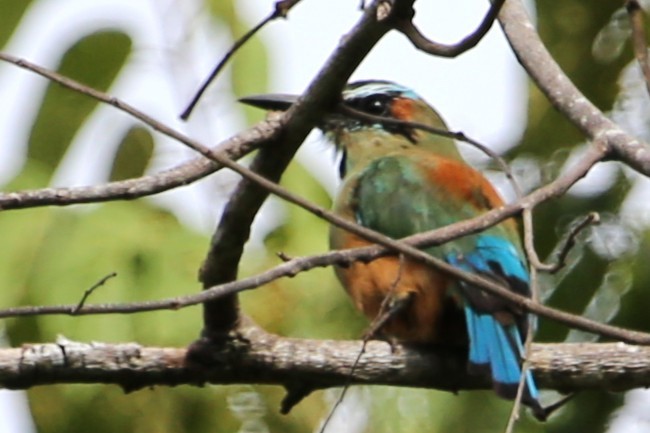 Momoto Cejiazul - ML642884291