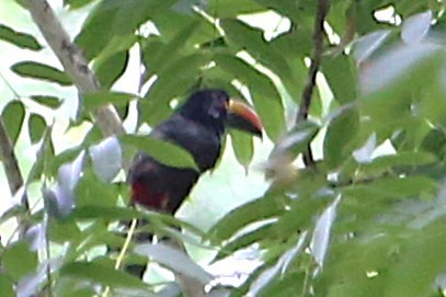 Arasarí Piquinaranja - ML642884295