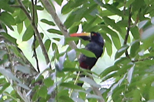 Arasarí Piquinaranja - ML642884296