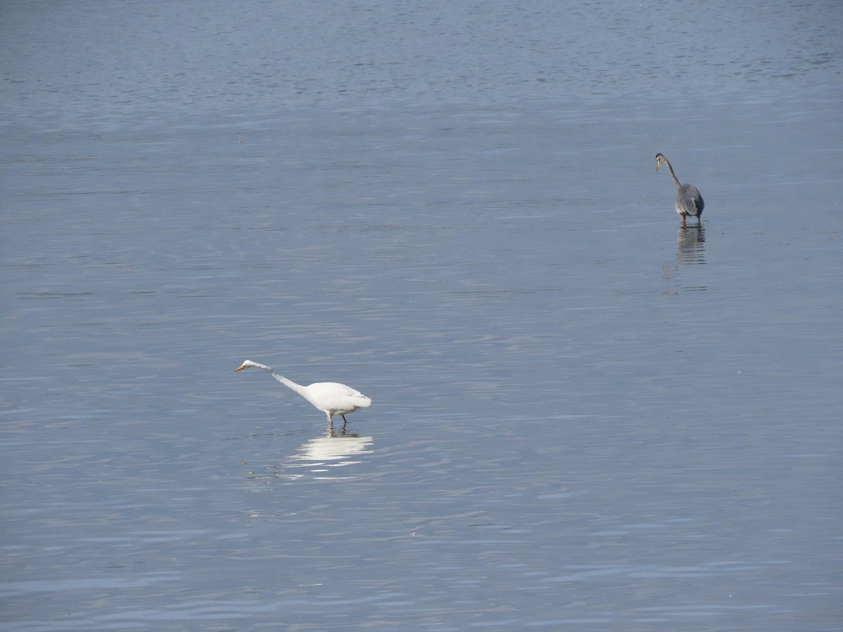 Great Egret - ML642884298