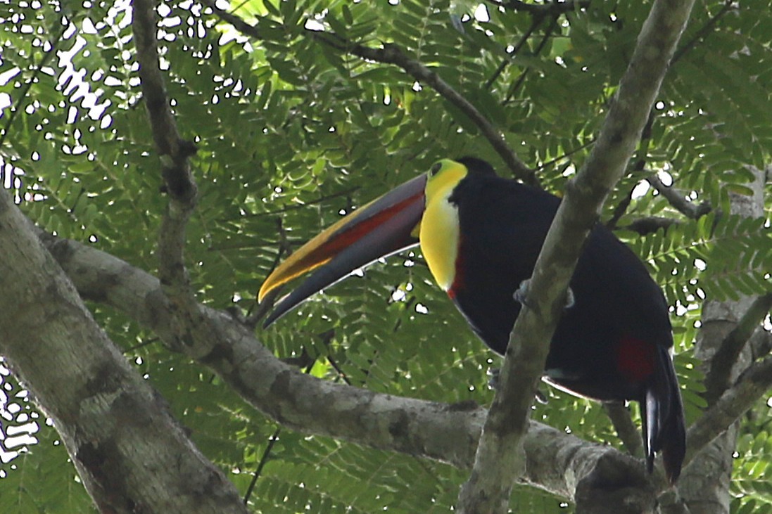 Tucán Pechigualdo - ML642884307