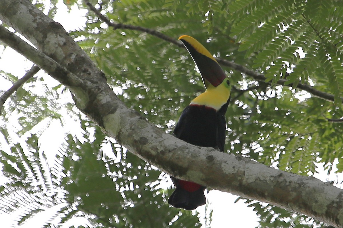 Tucán Pechigualdo - ML642884310