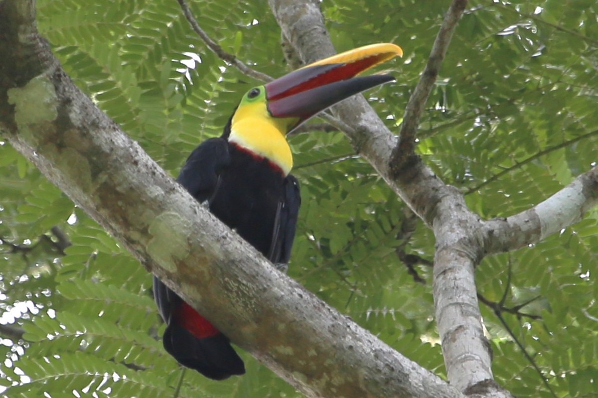 Tucán Pechigualdo - ML642884311