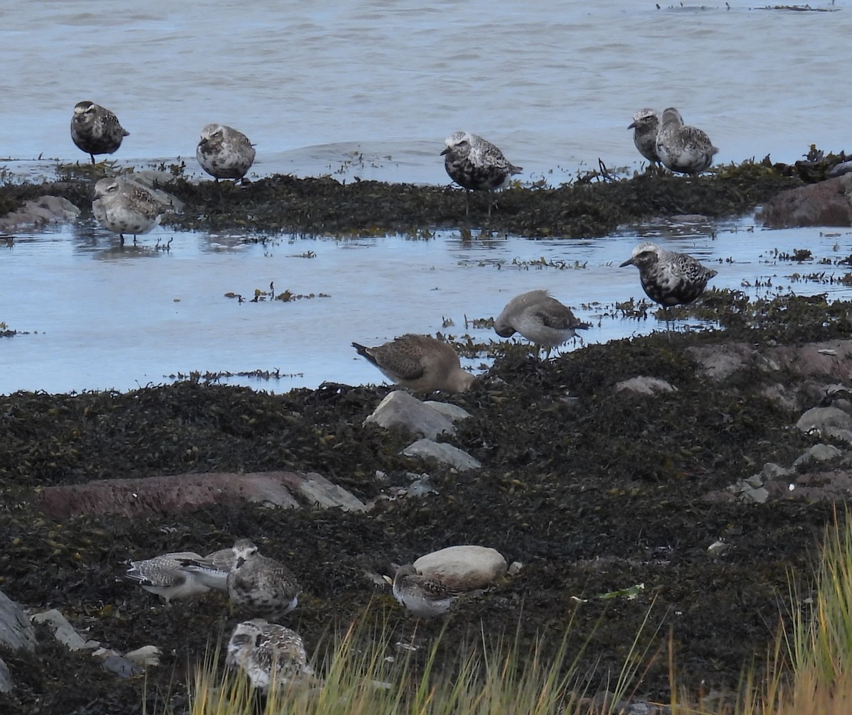 Hudsonian Godwit - ML642884314