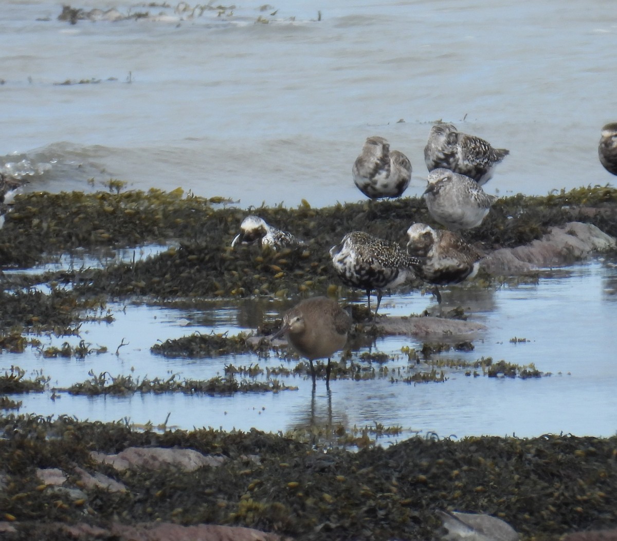 Hudsonian Godwit - ML642884315