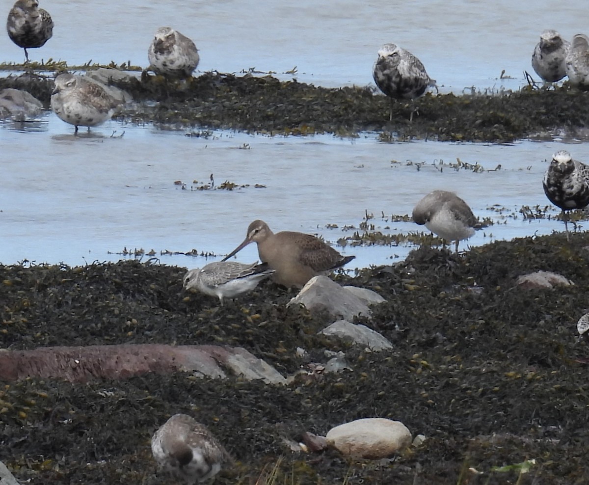 Hudsonian Godwit - ML642884316