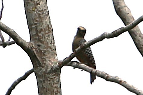 Carpintero de Hoffmann - ML642884328