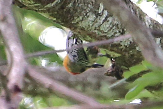 Carpintero de Hoffmann - ML642884331