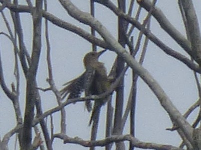 Carpintero de Hoffmann - ML642884332