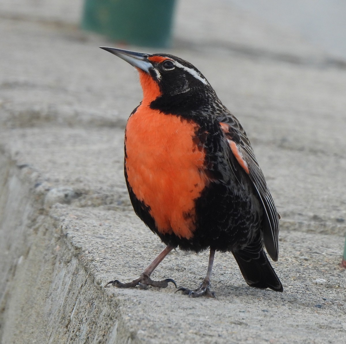 Long-tailed Meadowlark - ML642884343