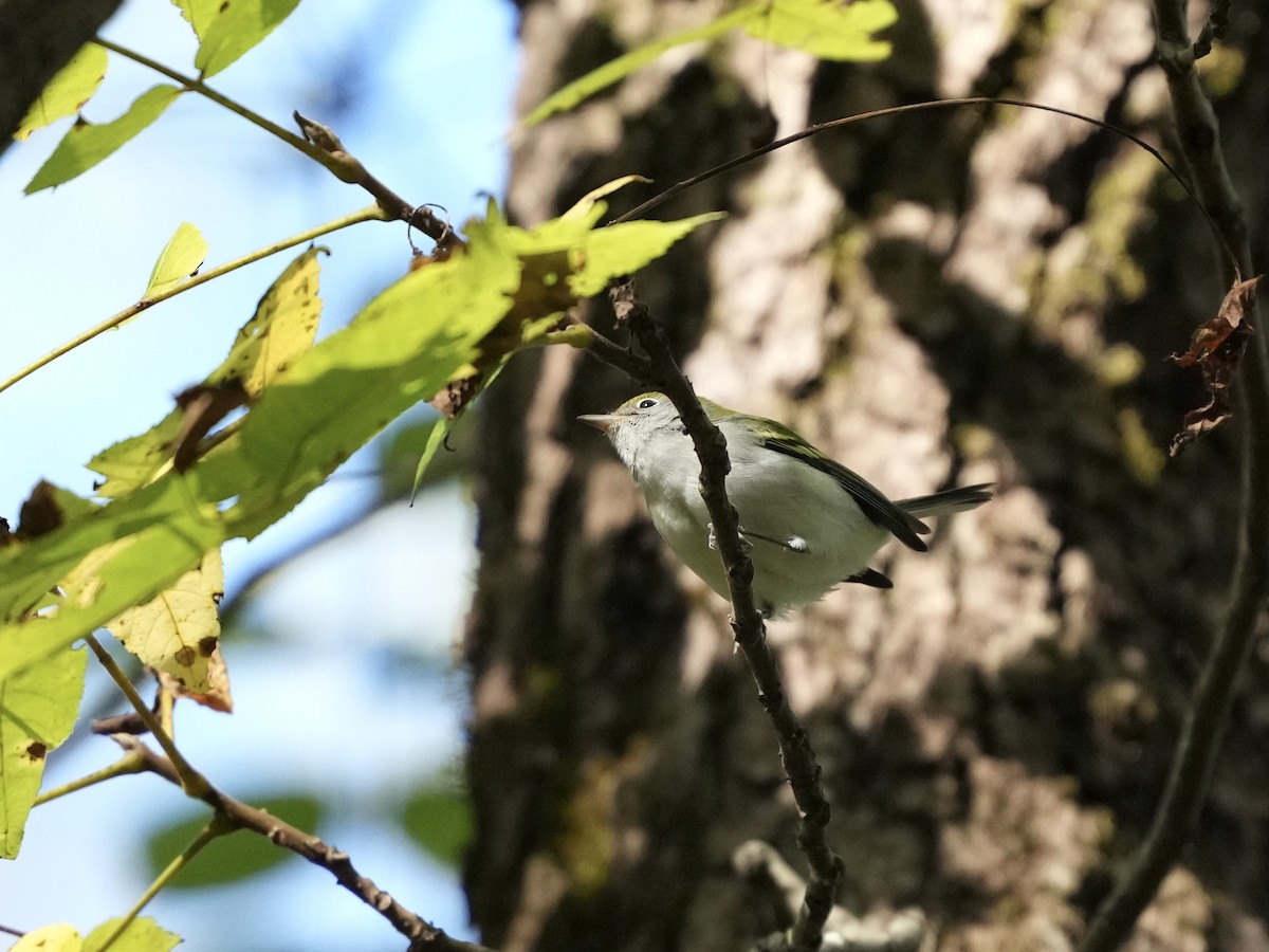 Chestnut-sided Warbler - ML642884347