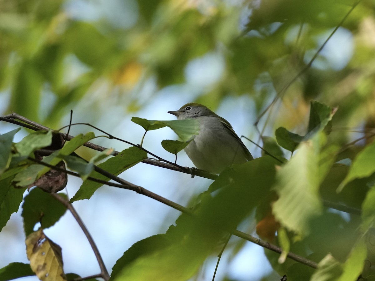 Chestnut-sided Warbler - ML642884348