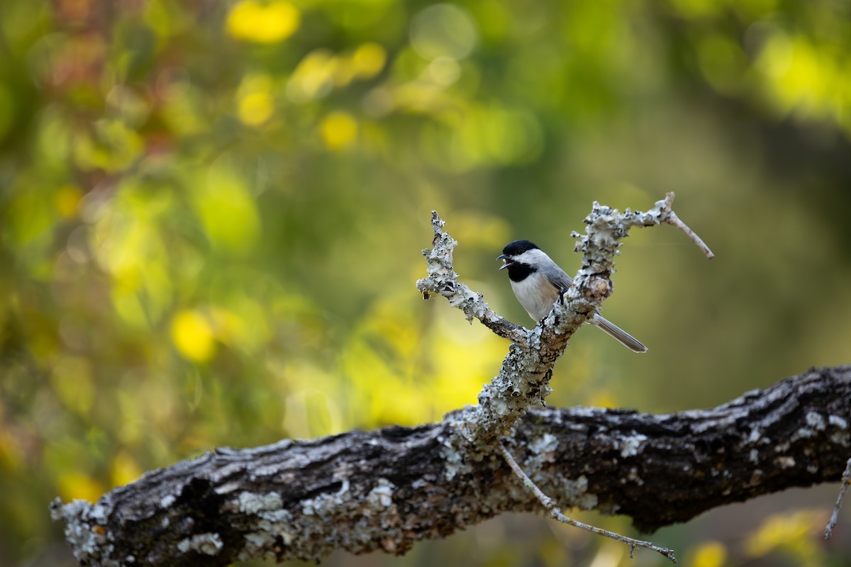 Carolina Chickadee - ML642884350