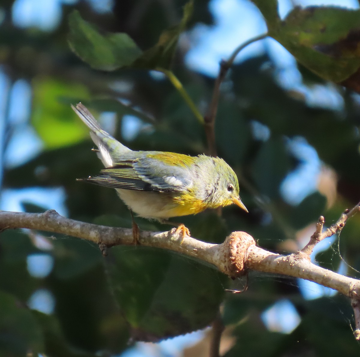 Northern Parula - ML642884351