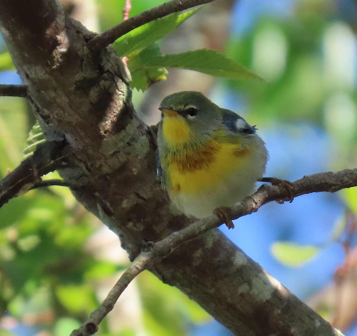 Northern Parula - ML642884357