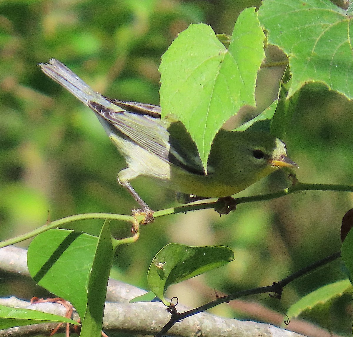 Northern Parula - ML642884360