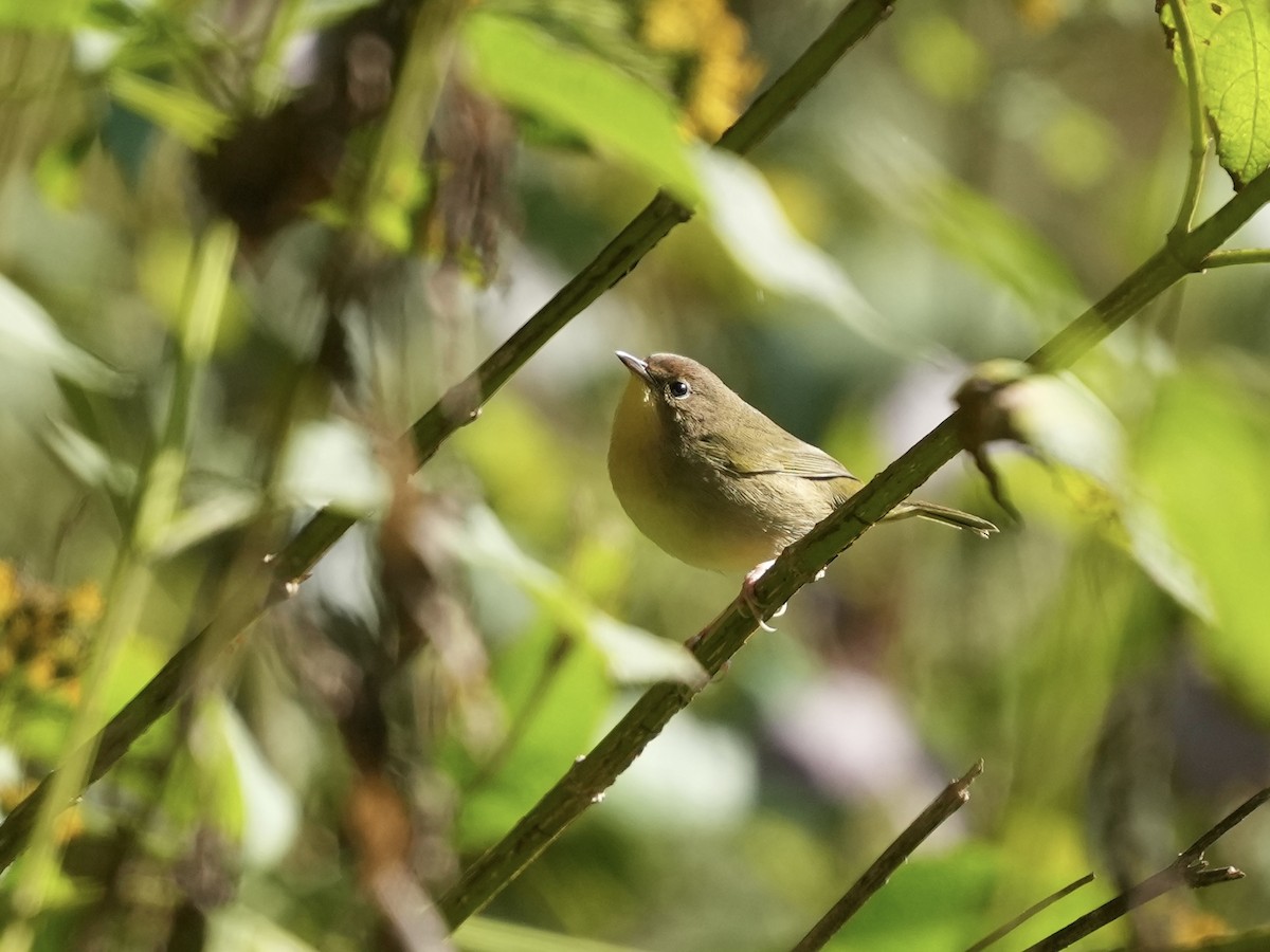 Common Yellowthroat - ML642884364