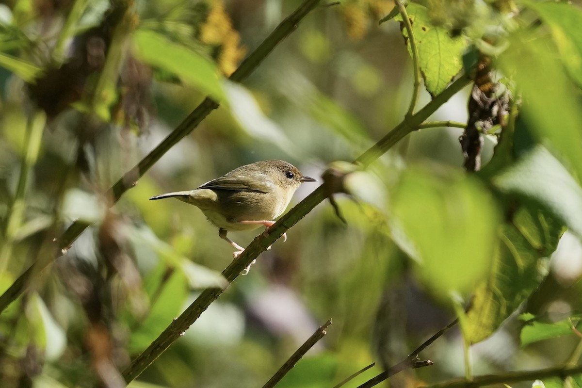 Common Yellowthroat - ML642884365
