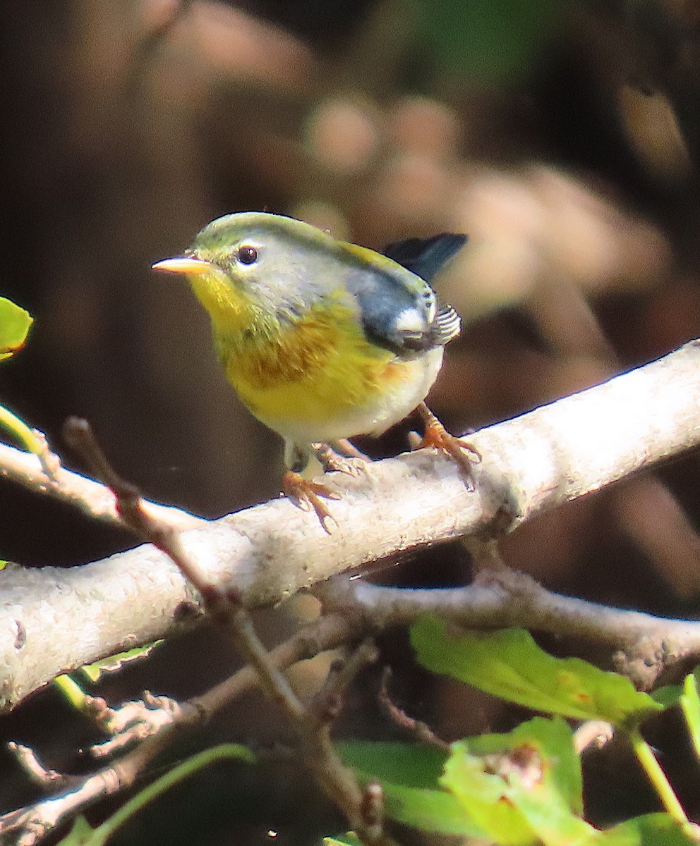 Northern Parula - ML642884368