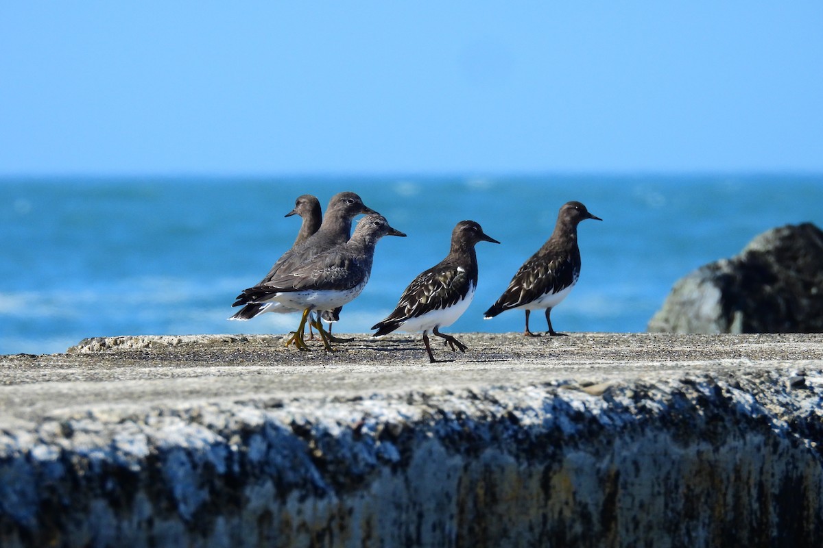 Black Turnstone - ML642884371