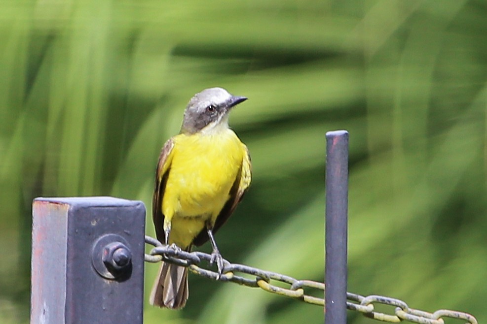 Gray-capped Flycatcher - ML642884376