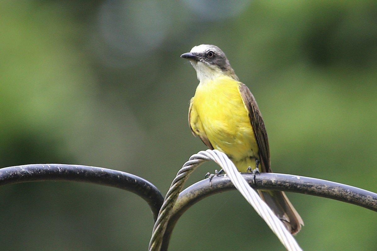 Gray-capped Flycatcher - ML642884377