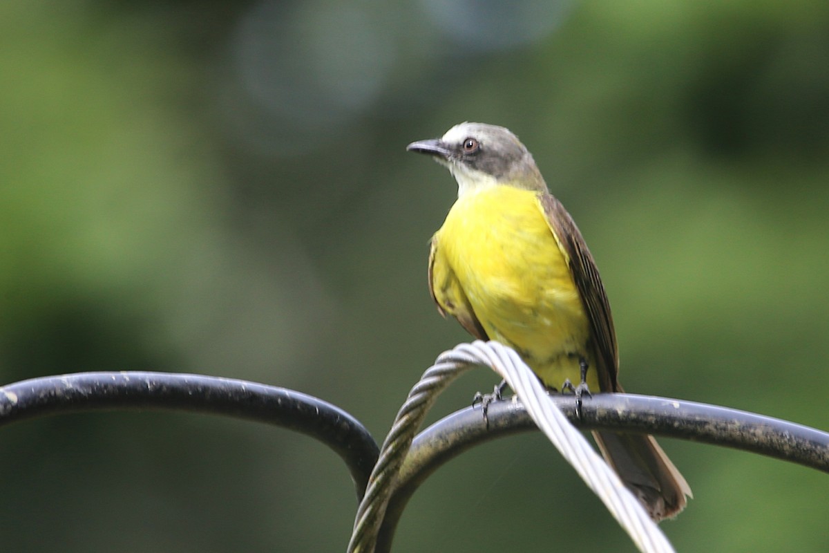 Gray-capped Flycatcher - ML642884378