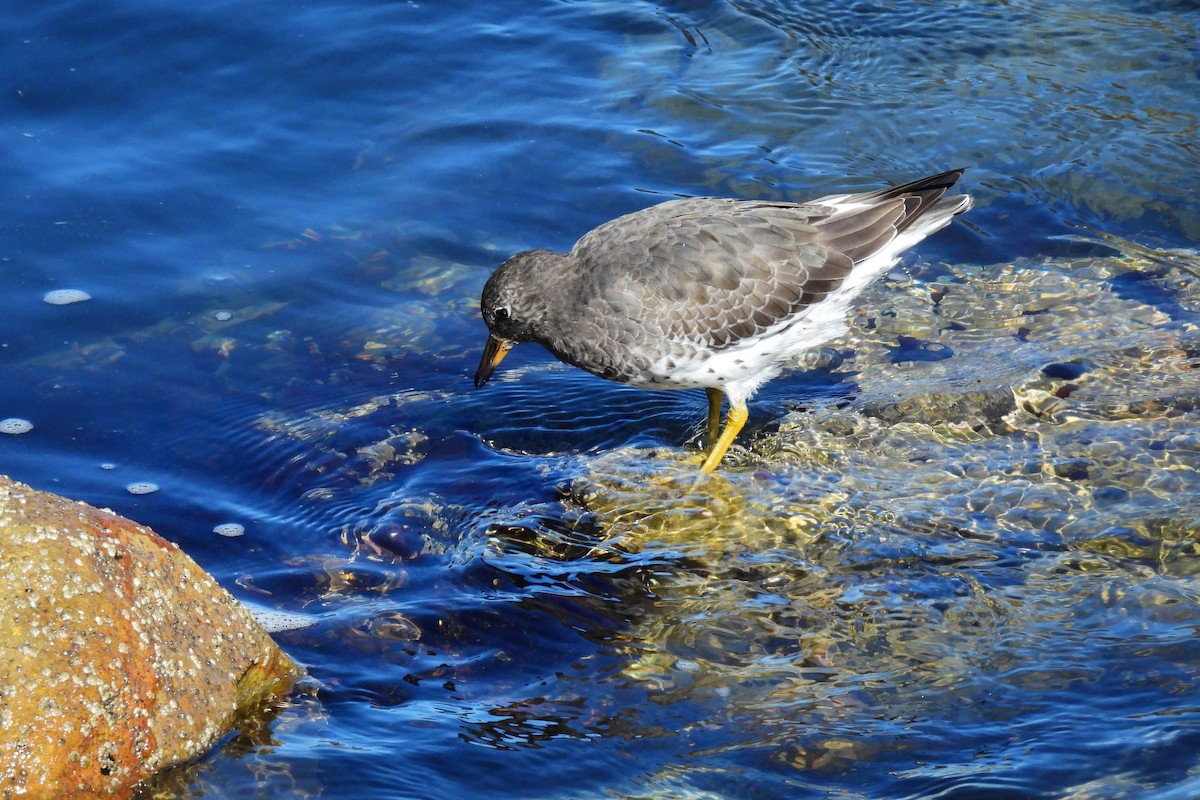 Surfbird - ML642884389