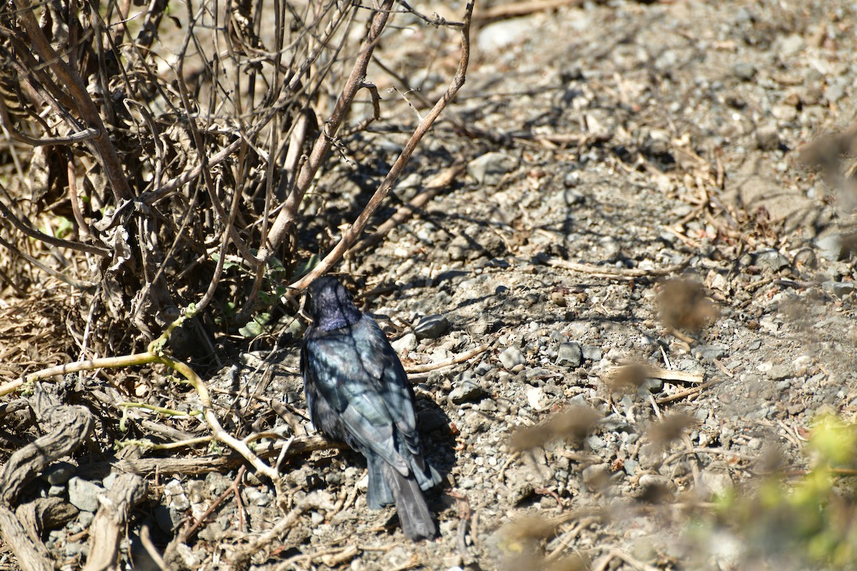 Brewer's Blackbird - ML642884390