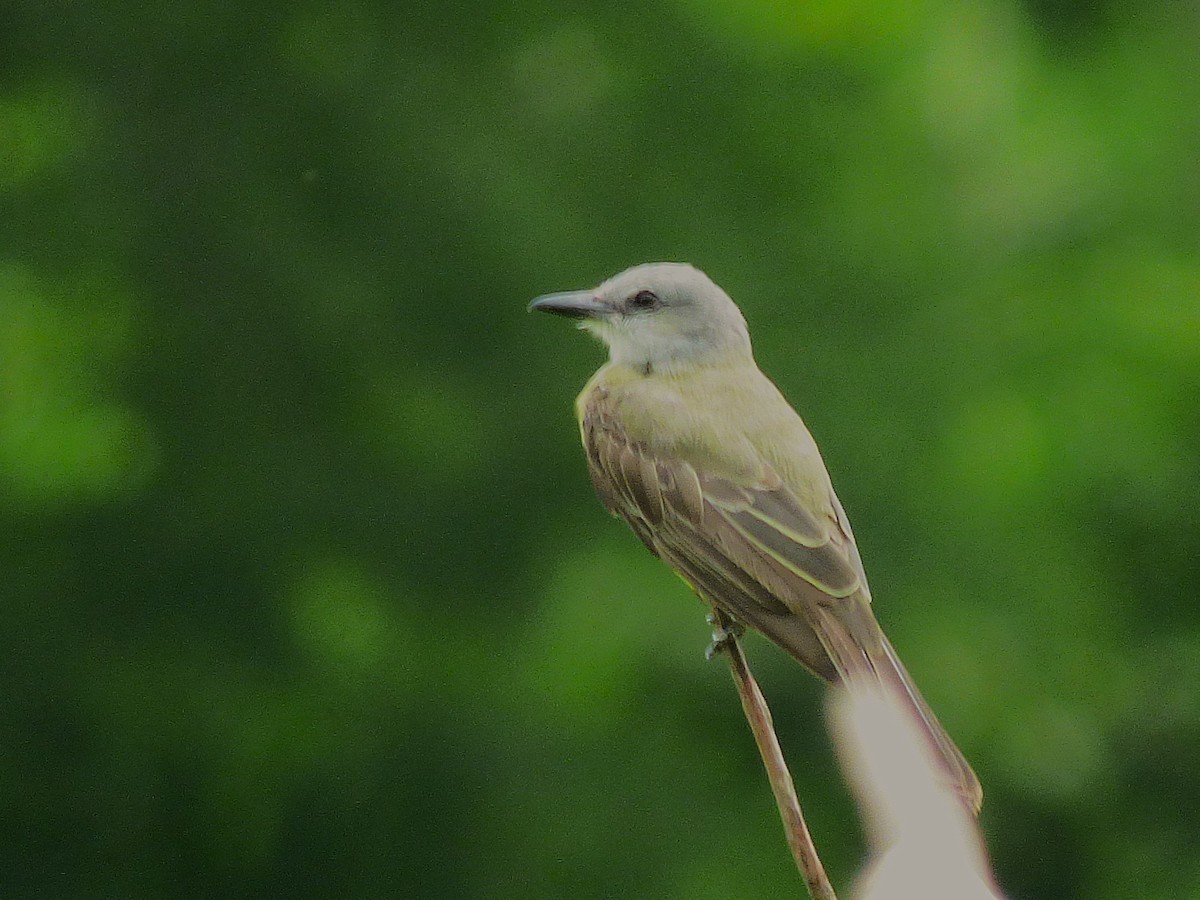Tropical Kingbird - ML642884392