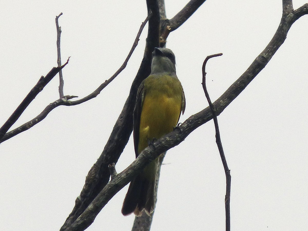 Tropical Kingbird - ML642884393