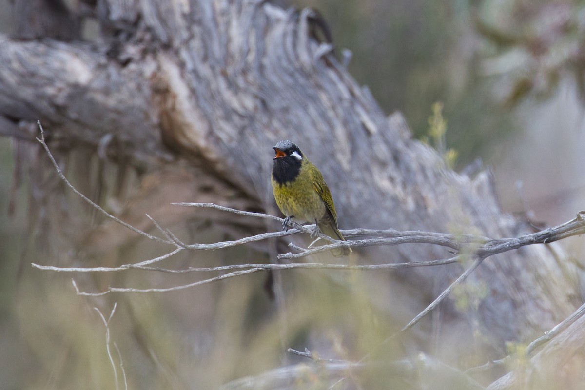White-eared Honeyeater - ML642884396