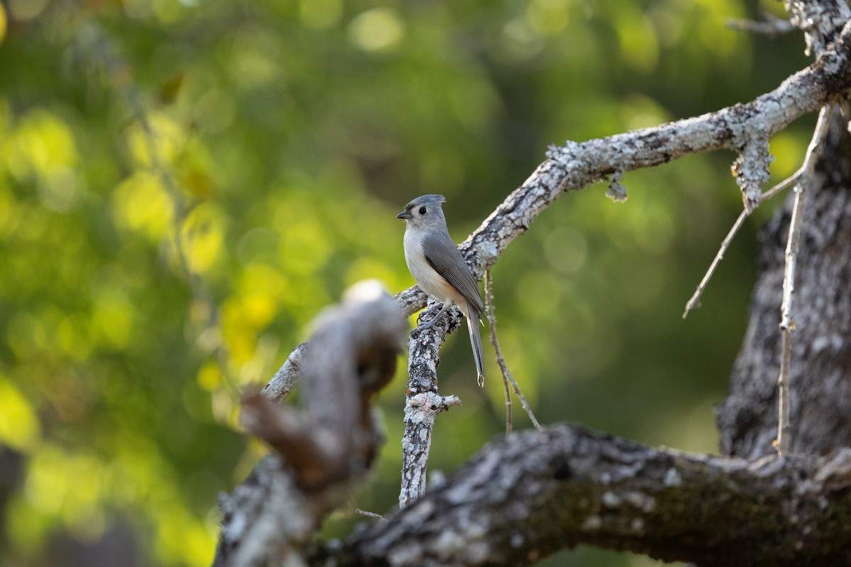 Tufted Titmouse - ML642884398